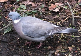 wood pigeon